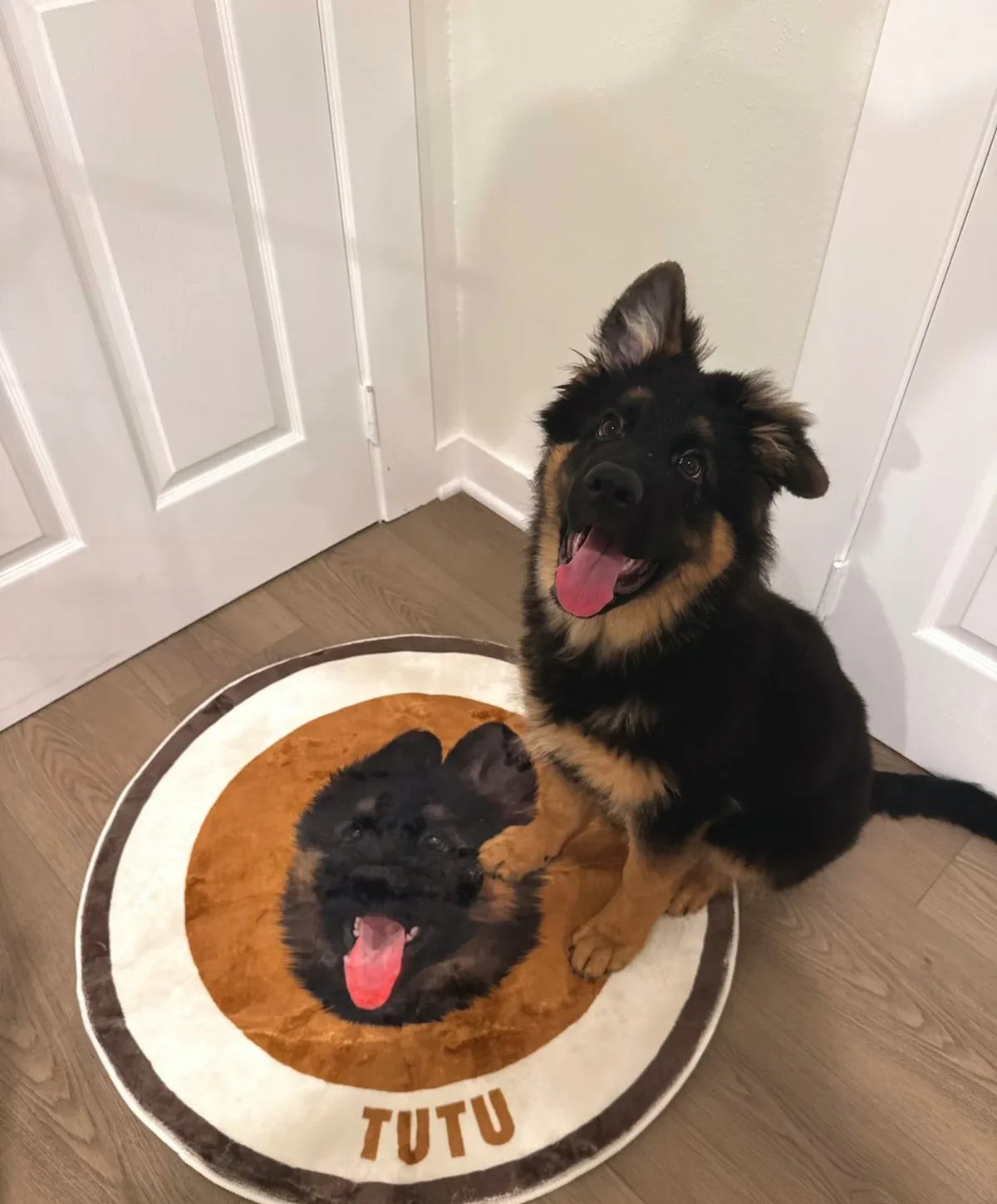 a customer's dog with their own portrait rug