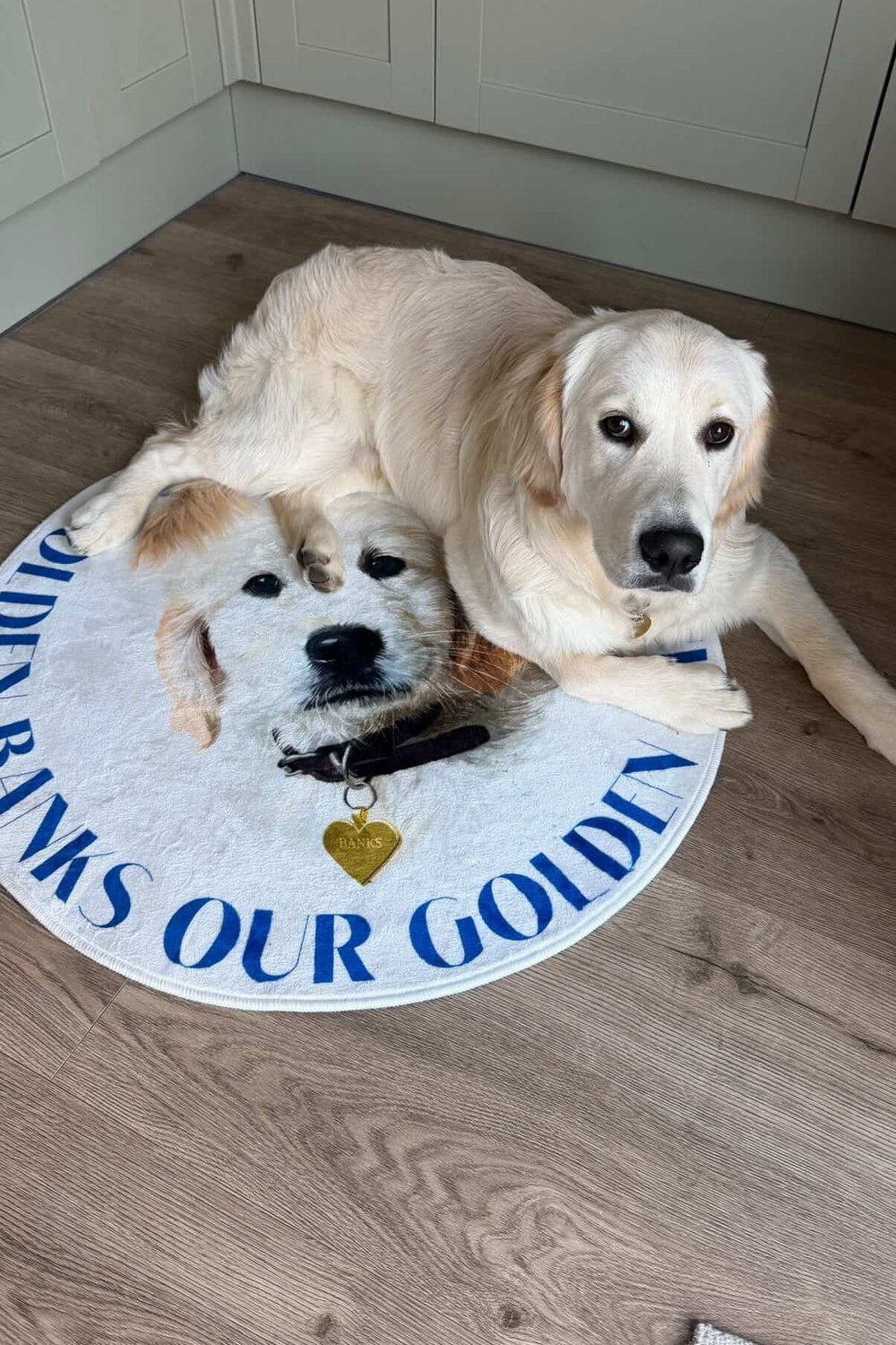 a customer's dog with their own portrait rug
