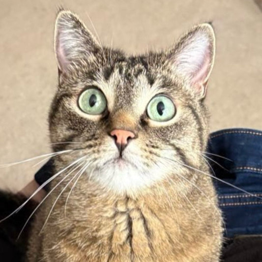 A sharp, well-lit photo of a tabby cat looking at the camera