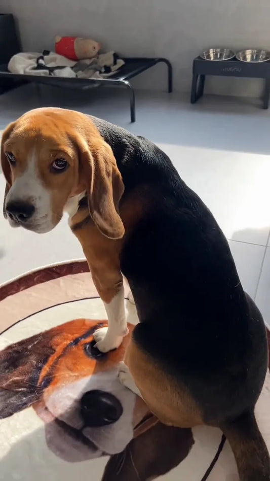 Beagle Twelve sitting on a custom rug with a portrait of Twelve
