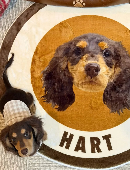 Dachshund Hart in a sweater lying on his round custom rug with HART on the border