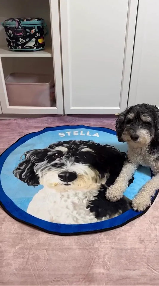 Mini bernedoodle Stella lying beside her blue portrait rug with her name