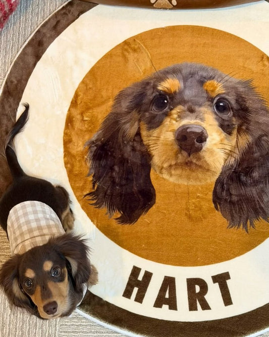 Dachshund lying next to his round Color Pop portrait rug
