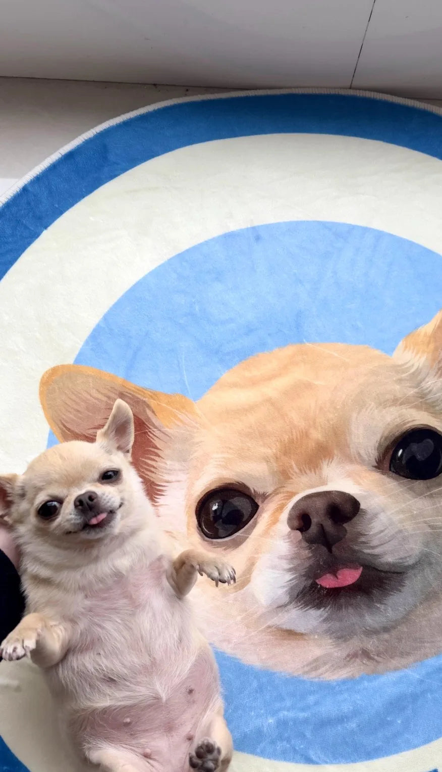Il cane di un cliente con il suo tappeto ritratto