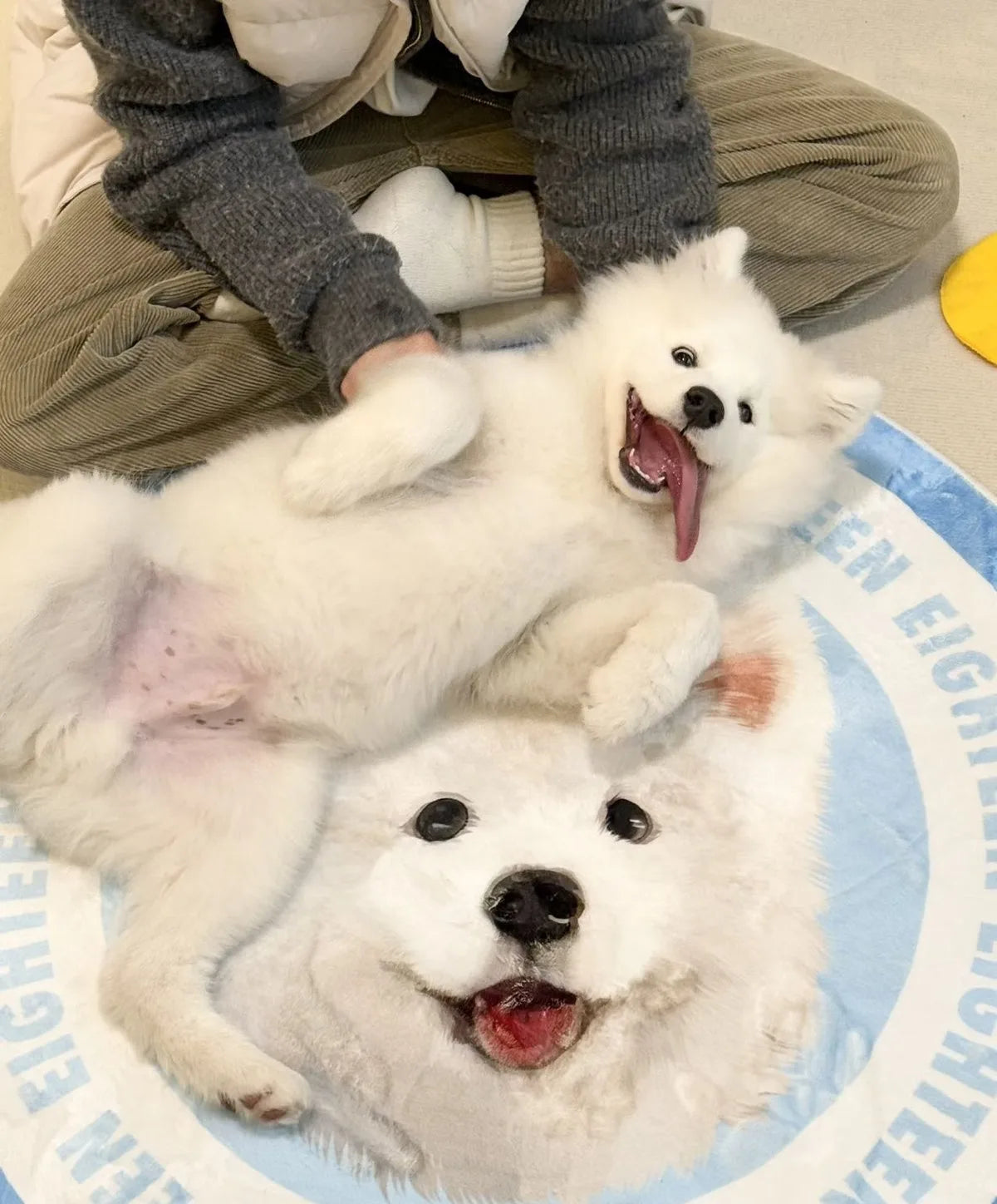 Il cane di un cliente con il suo tappeto ritratto