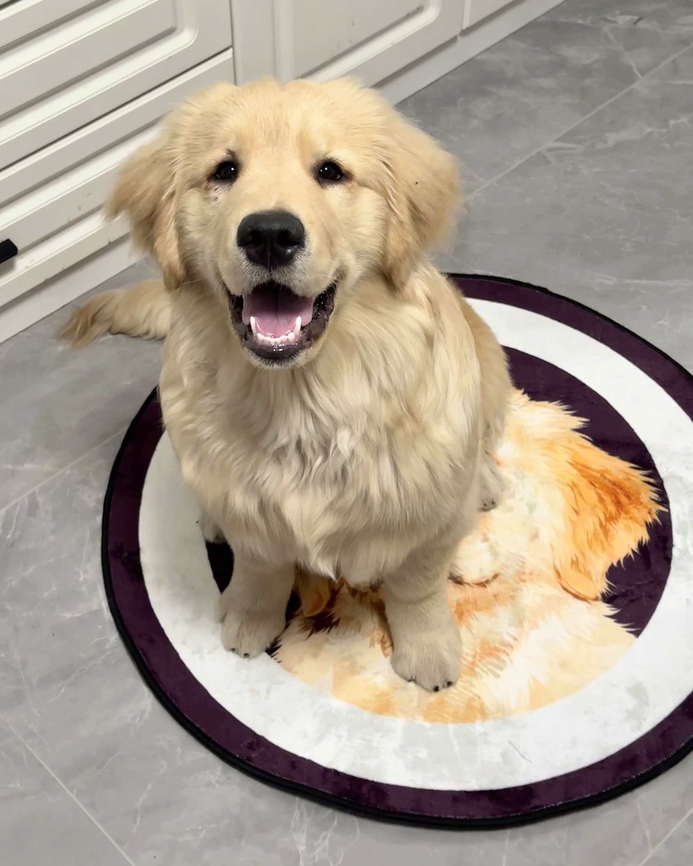 Un cucciolo di golden retriever seduto sul suo tappeto ritratto