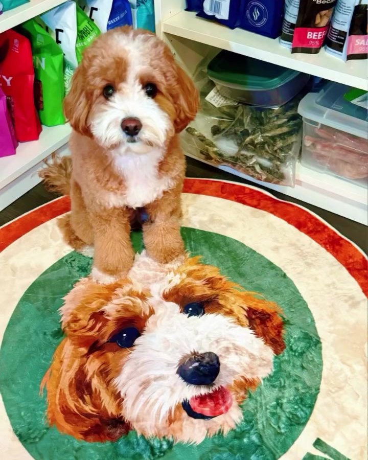 Il cavapoo Simon seduto sul suo tappeto Color Pop