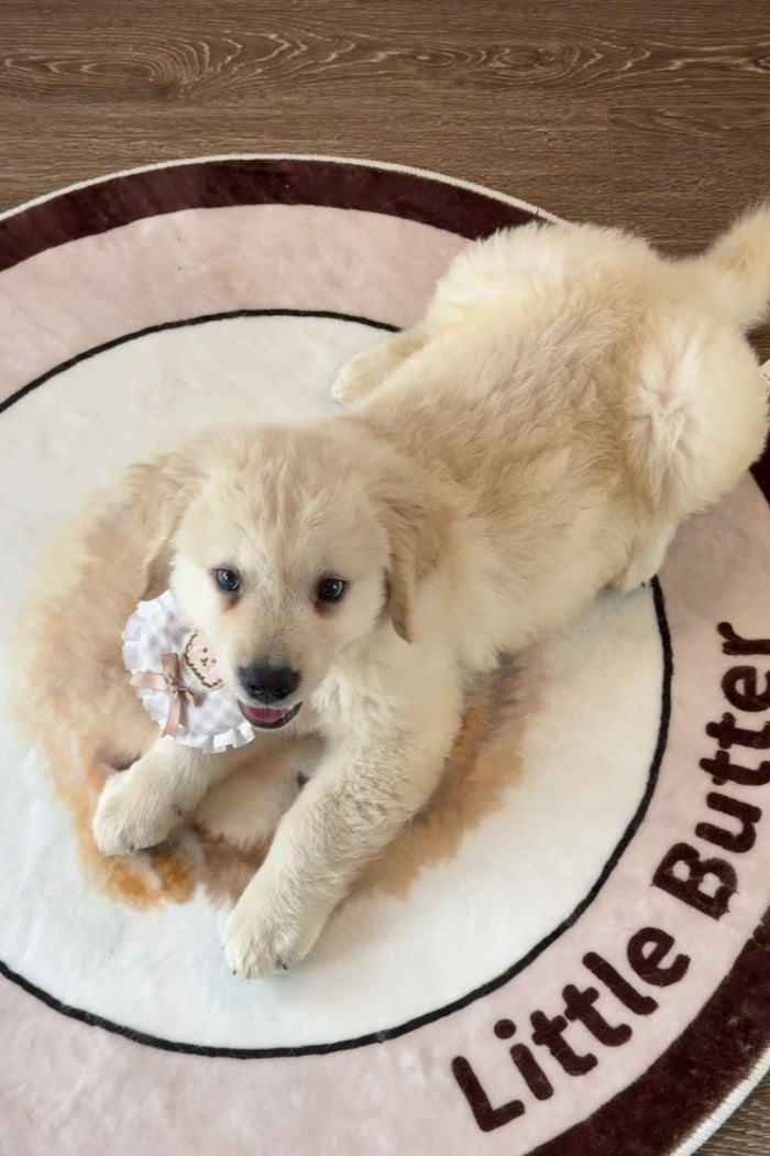 Little Butter lying on her Classic Frame rug