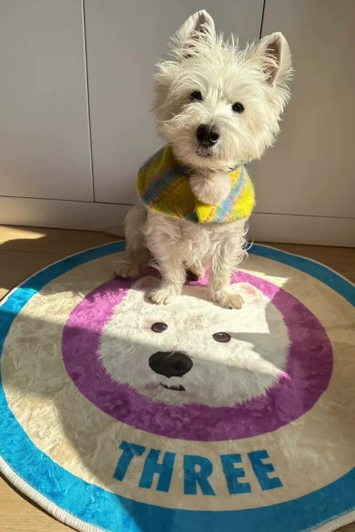 Westie Three on his Color Pop rug